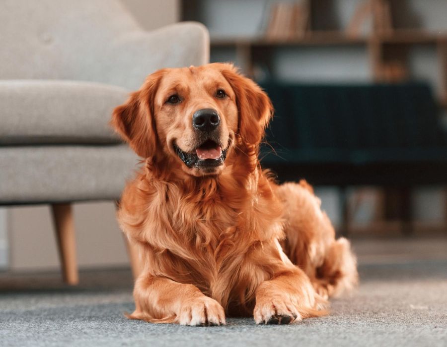 Golden retriever lying on the floor indoors