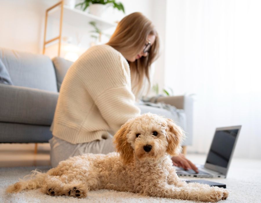 PetDesk mobile app promotional graphic