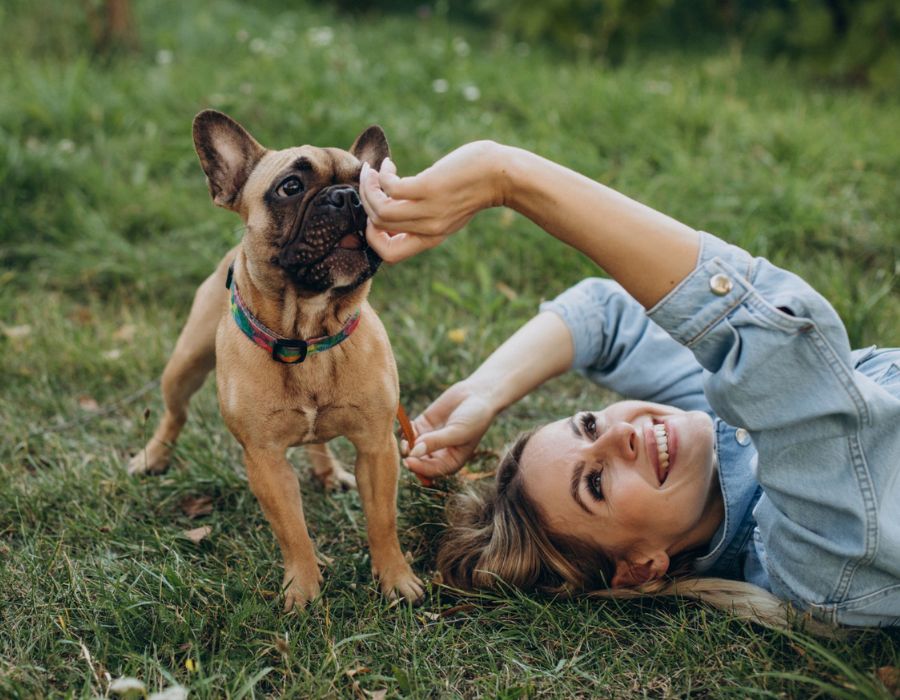 Woman lying on grass giving a treat to a French bulldog