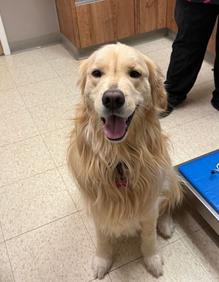 Golden retriever sitting happily in an exam room