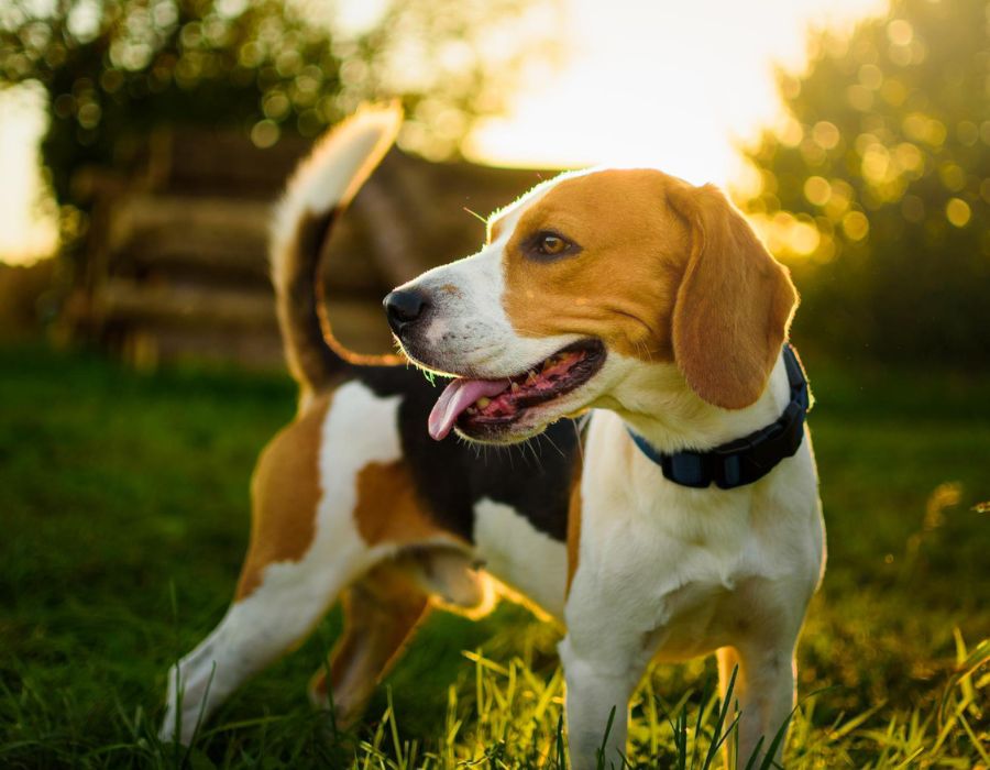 Beagle standing in grass at sunset