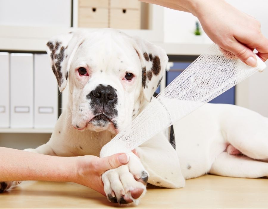 A dog with a bandage wrapped around its paw