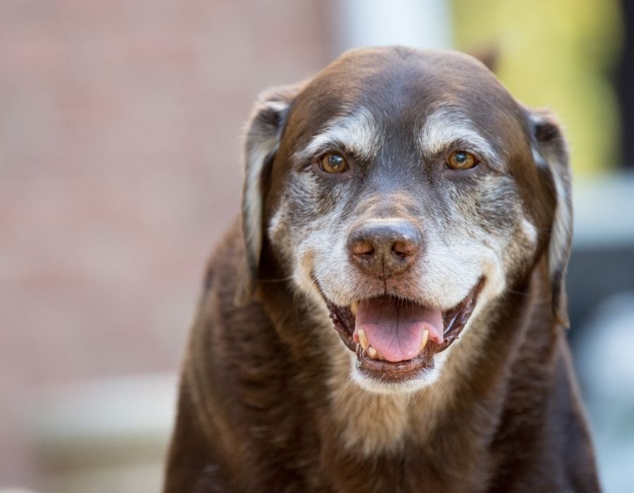 elderly chocolate Labrador with a gray muzzle looking outdoors