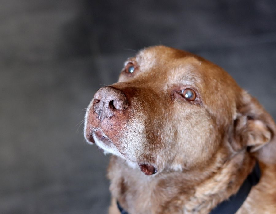 A closeup of a senior brown dog with gentle eyes gazing upward