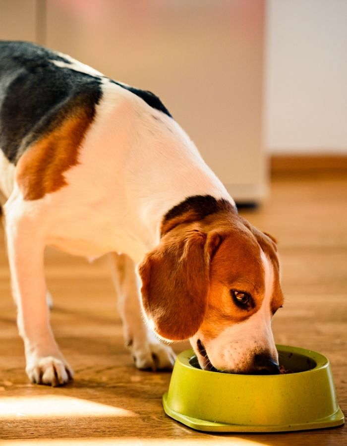 A tri colored beagle dog eats from a green bowl on a wooden floor