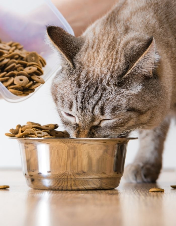 A tabby cat eagerly eats kibble from a shiny metal bowl