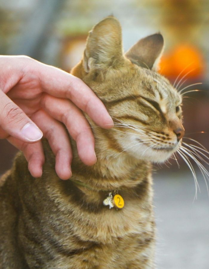 A hand gently petting a tabby cat with its eyes closed