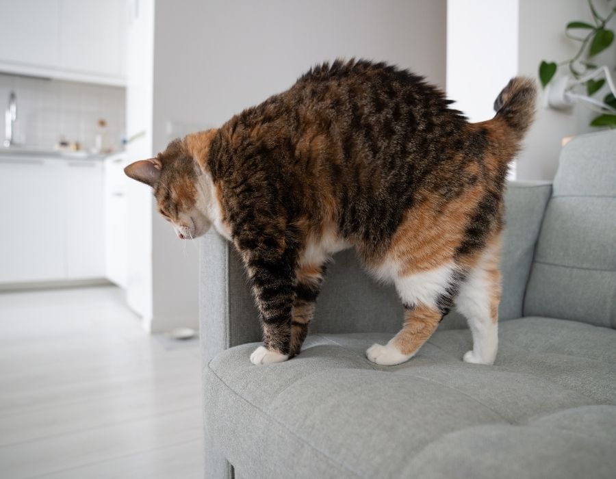 A fluffy calico cat stretches with an arched back on a light gray sofa in a modern living room