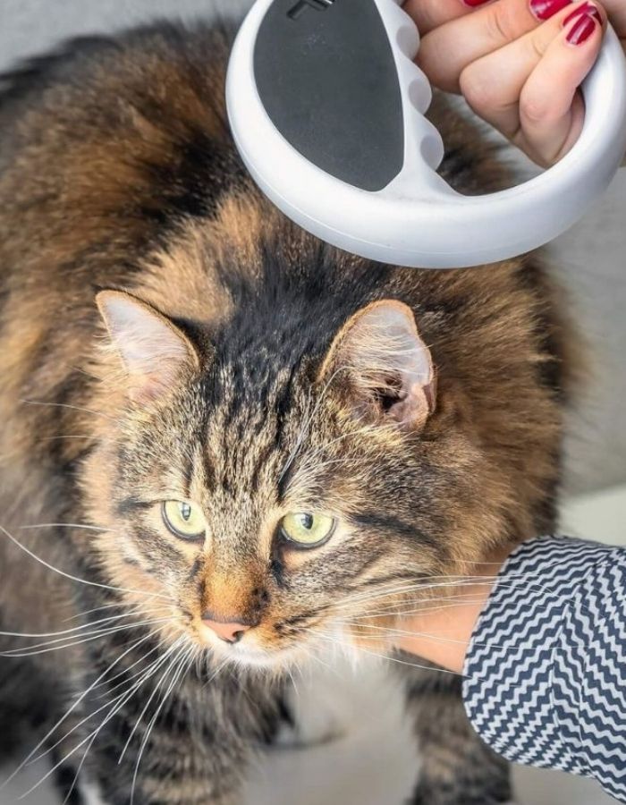 Fluffy tabby cat with striking green eyes is petted with a retractable leash