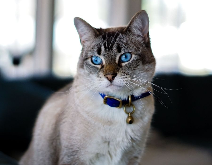 A Siamese cat with striking blue eyes and a blue collar sits indoors