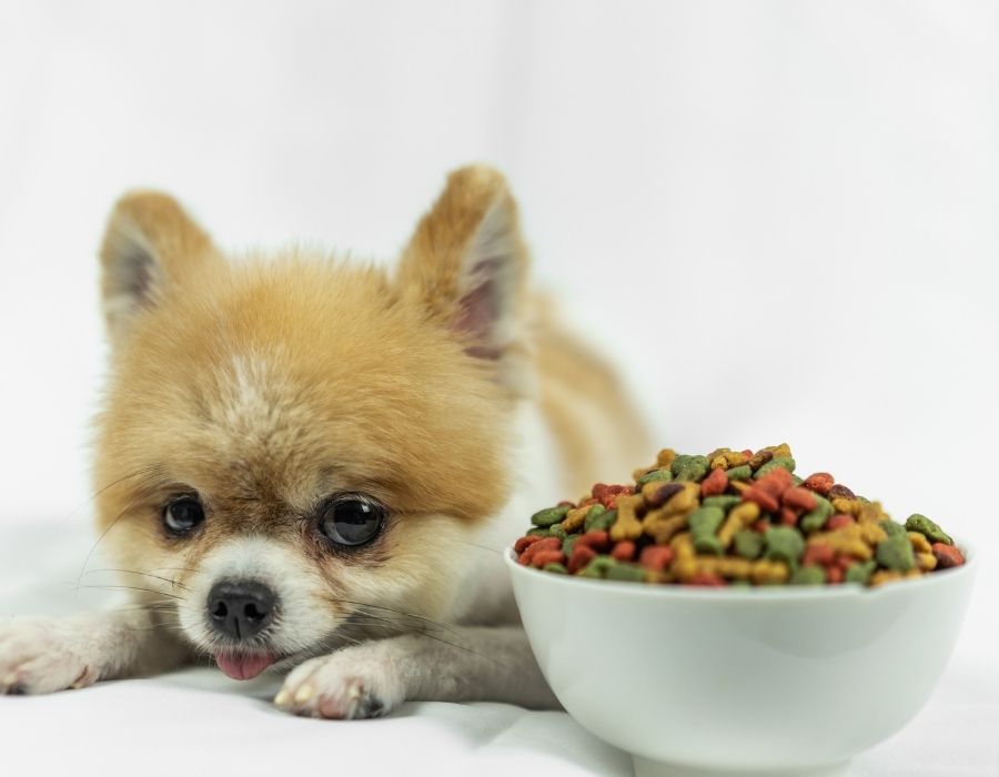 A small fluffy dog with tan and white fur lies on a white surface next to a bowl of colorful kibble