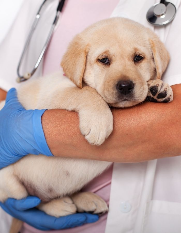 a vet holds a cute brown puppy
