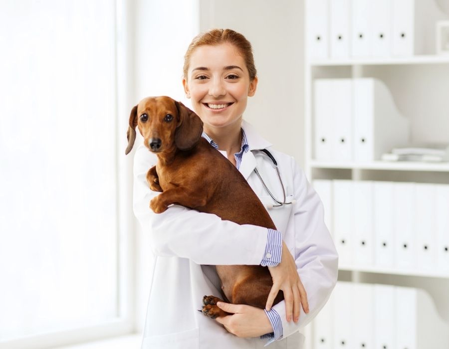 A veterinarian wearing a white coat and stethoscope holds a brown dachshund in a bright examination room