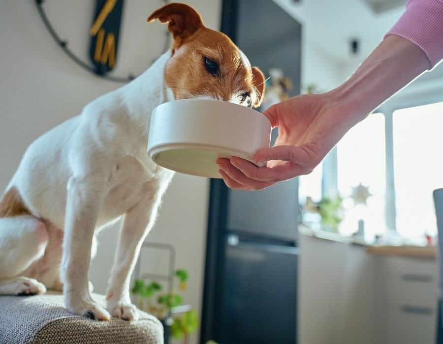 A small white and brown dog eagerly drinks from a bowl held by a person in a kitchen