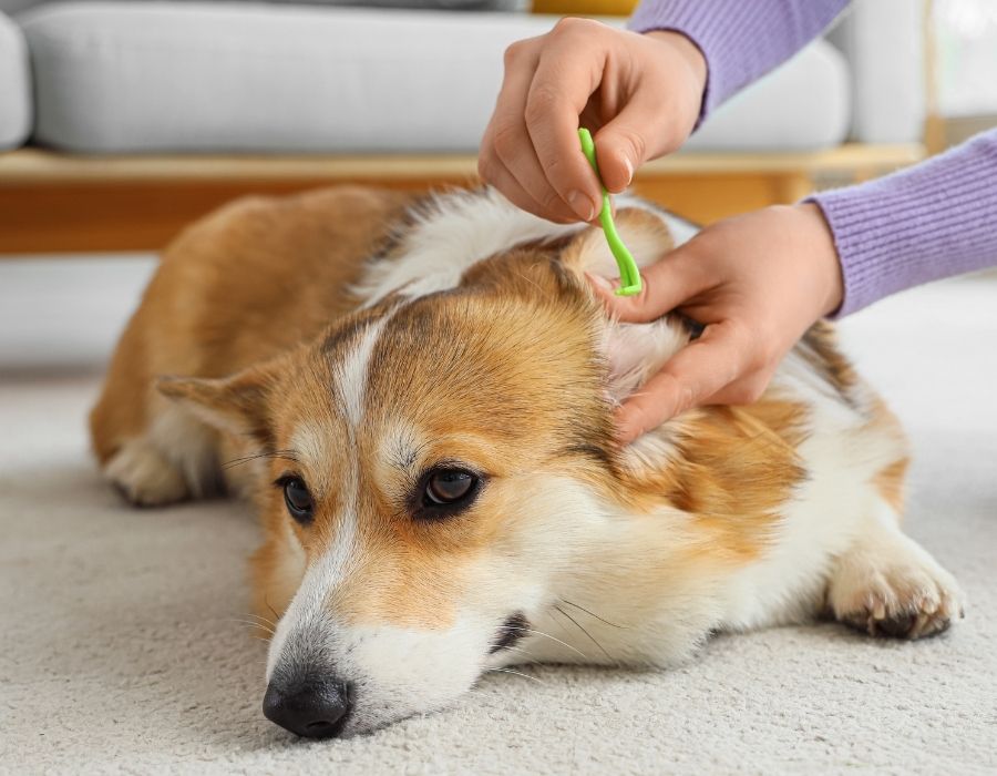 A person uses a green tool to clean the ear of a corgi dog