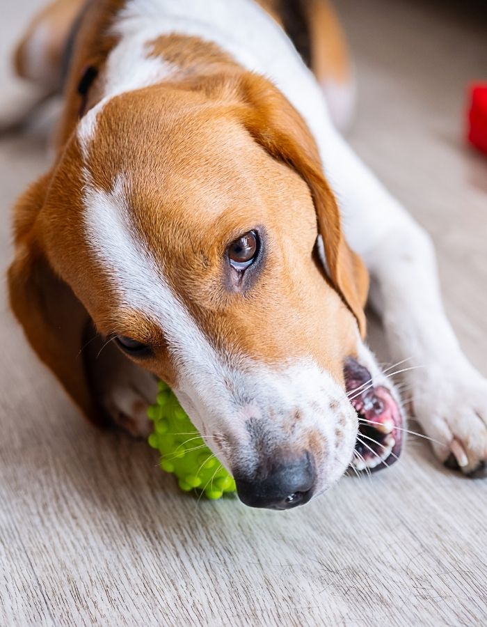 A beagle dog is lying on a wooden floor