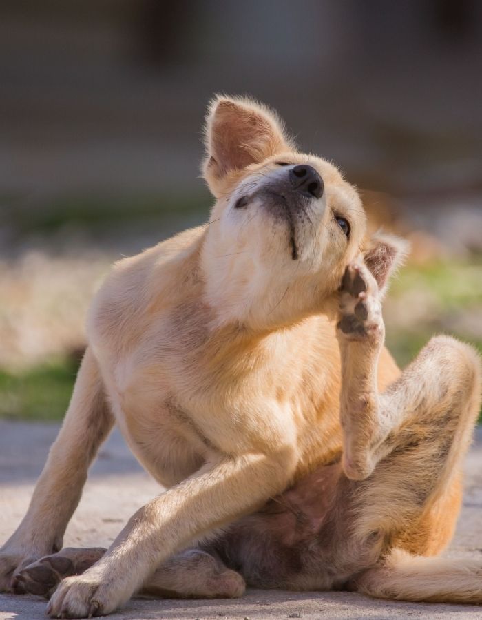 A light brown dog scratching its ear with a hind leg