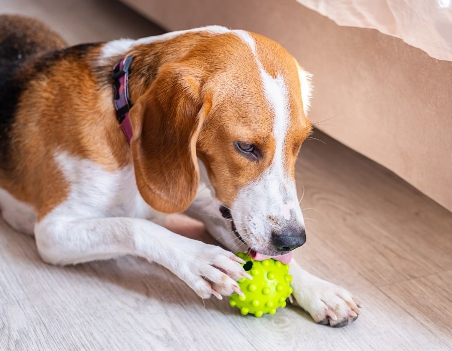 A beagle with a tricolor coat plays with a spiky green ball on a light wooden floor