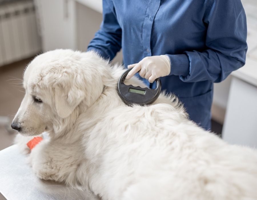 A gloved hand holds a scanner over a white dog lying on a metal table