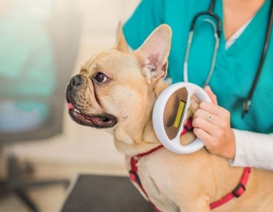 A veterinarian holds a scanner near a French bulldog wearing a red harness