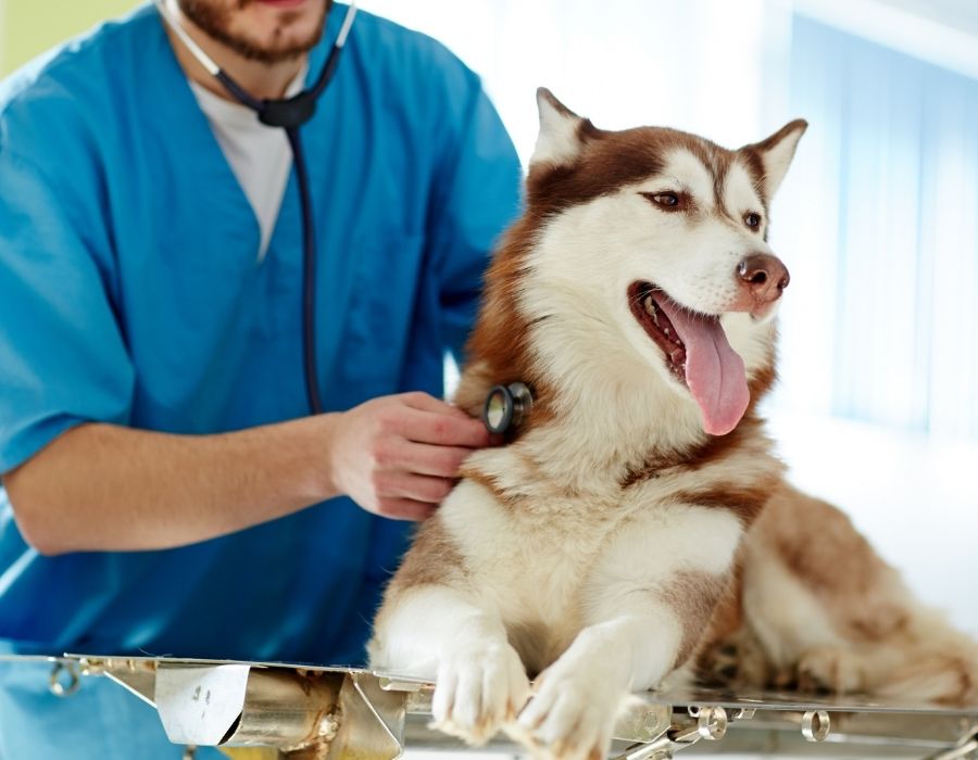 A veterinarian wearing a blue scrub suit and stethoscope is examining a husky dog
