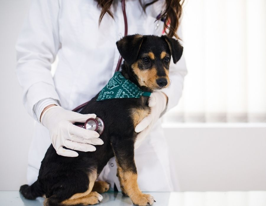 A small black and tan puppy wearing a green bandana is examined by a veterinarian
