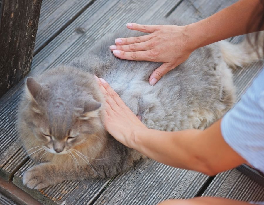 Person gently petting a fluffy gray cat on a wooden deck