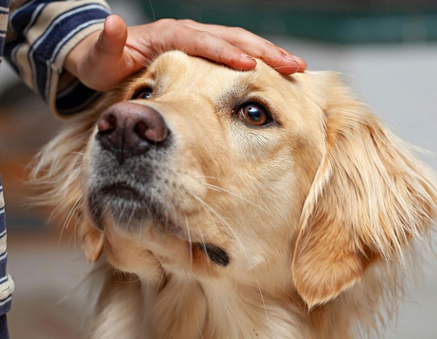 A person wearing a striped shirt pets a golden retriever on the head