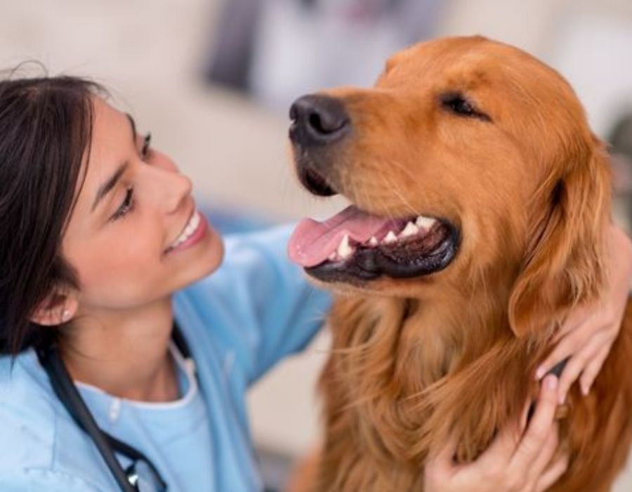 happy dog with vet at clinic