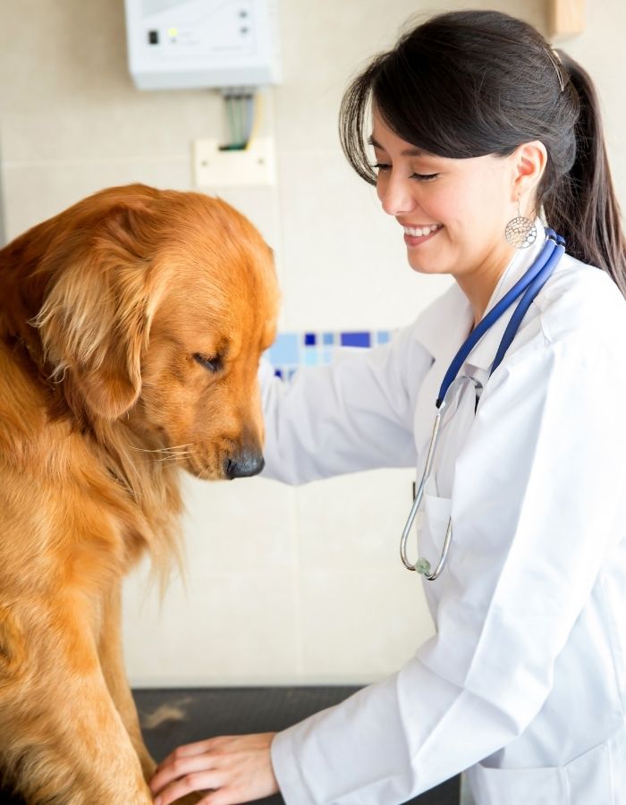 A veterinarian in a white coat with a stethoscope examines a golden retriever dog