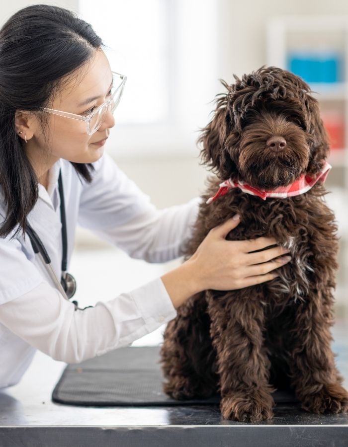 A veterinarian in a white coat with a stethoscope examines a small, fluffy brown dog
