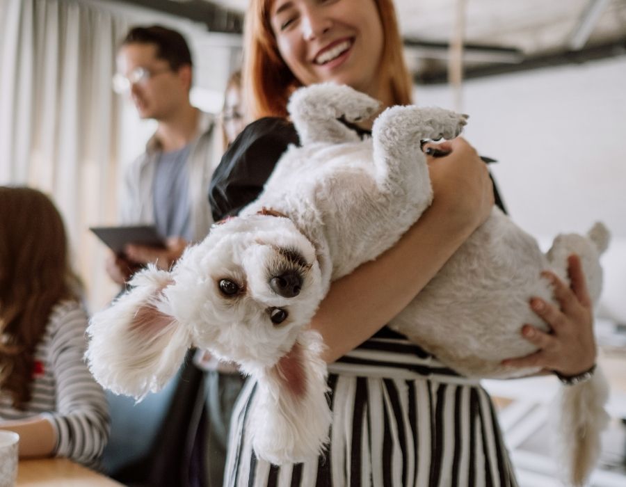 A person holding a white fluffy dog upside down