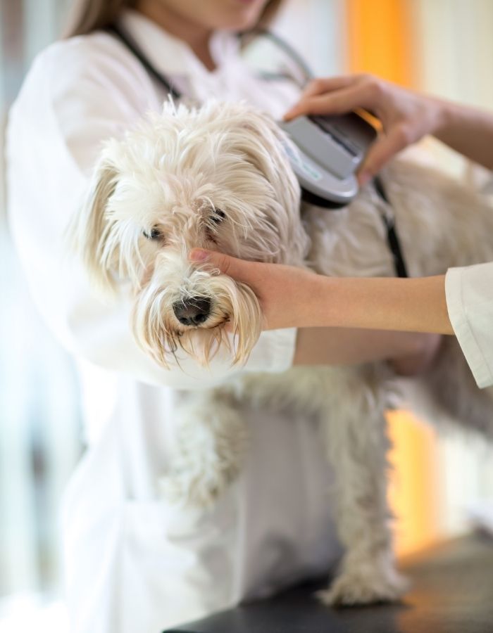 A person in a white coat uses a device to groom a white dog on a metal table