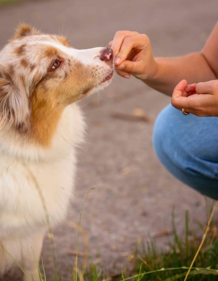 A person in blue jeans offers a treat to a merle Australian Shepherd dog