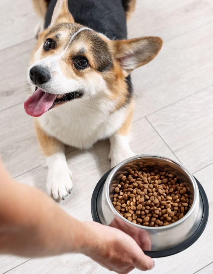 A person holds a bowl of dog food for a corgi