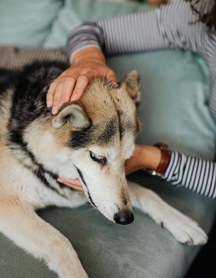 A person in a striped shirt gently pets a calm fluffy dog