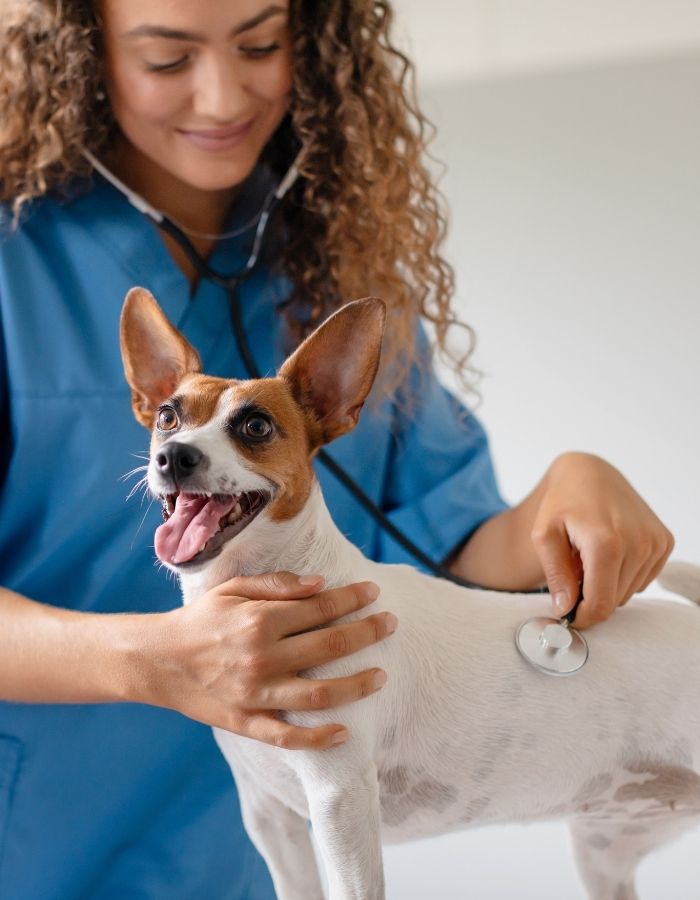 A veterinarian wearing blue scrubs uses a stethoscope to examine a small white and brown dog