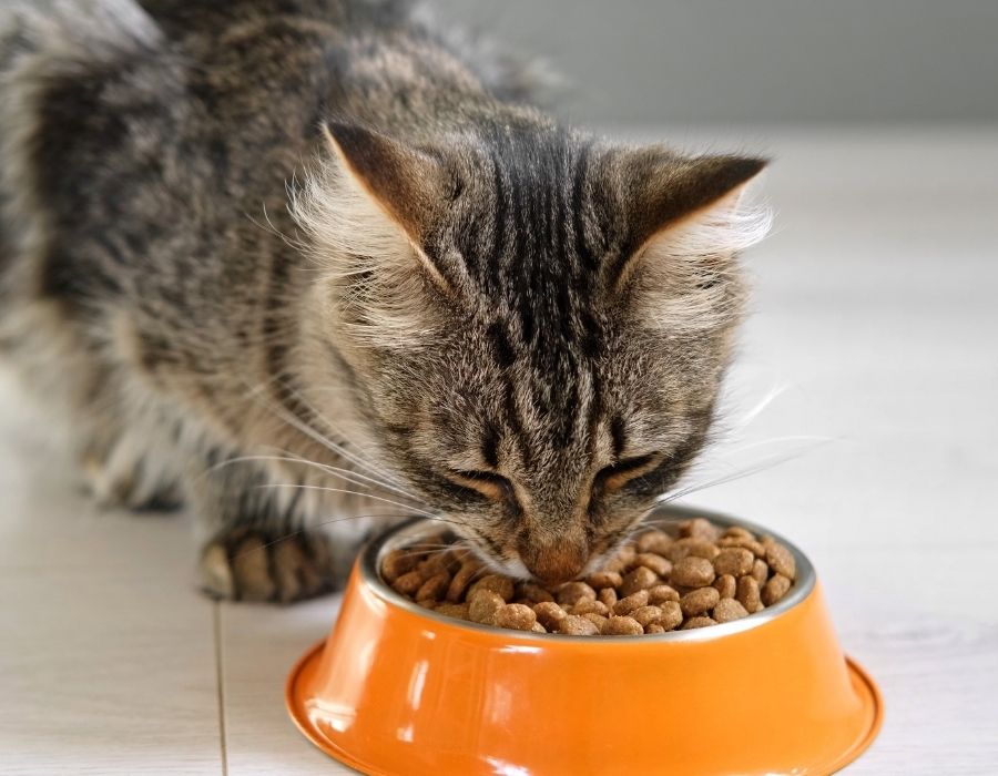 A tabby cat eating dry food from an orange bowl