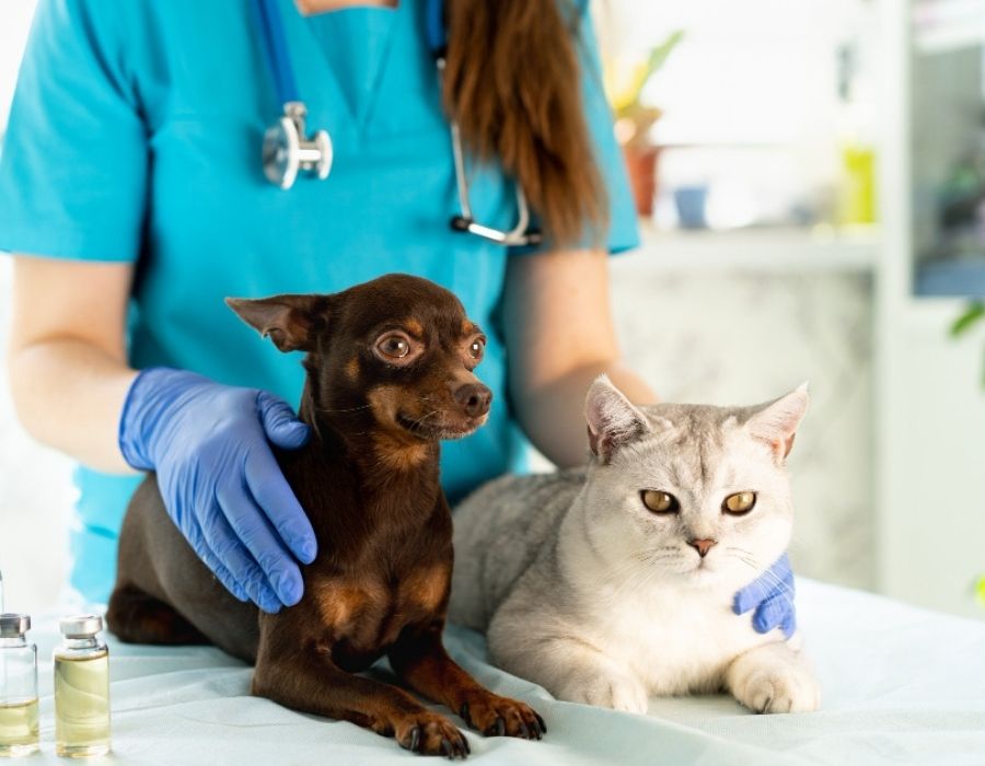 Veterinarian gently examining a dog and cat