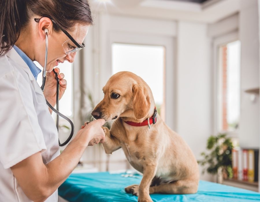 A veterinarian in a white coat and glasses listens to a light brown dog with a red collar using a stethoscope.