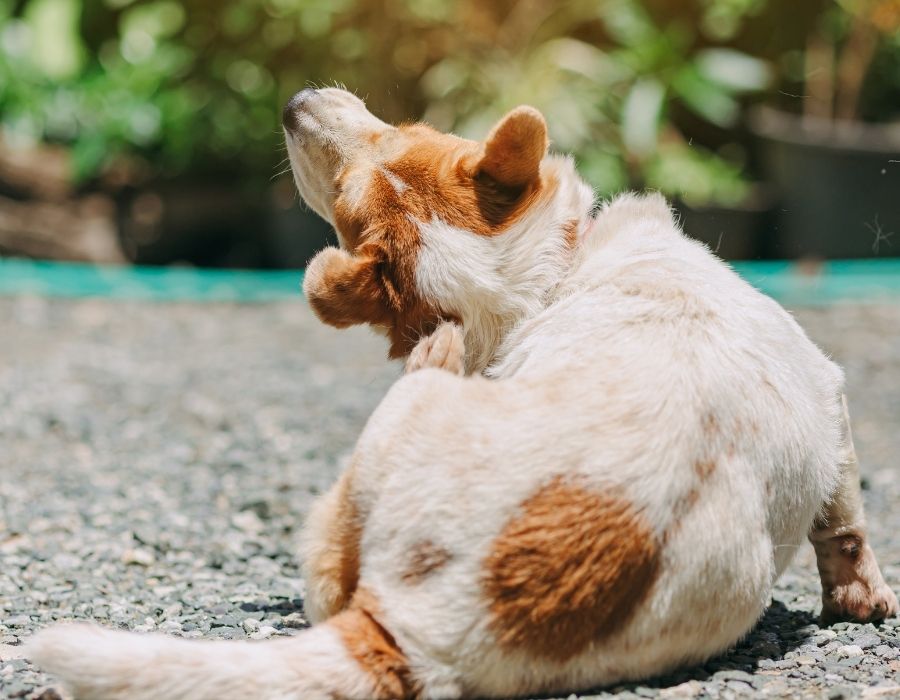 A white and brown dog is scratching its ear with its hind leg