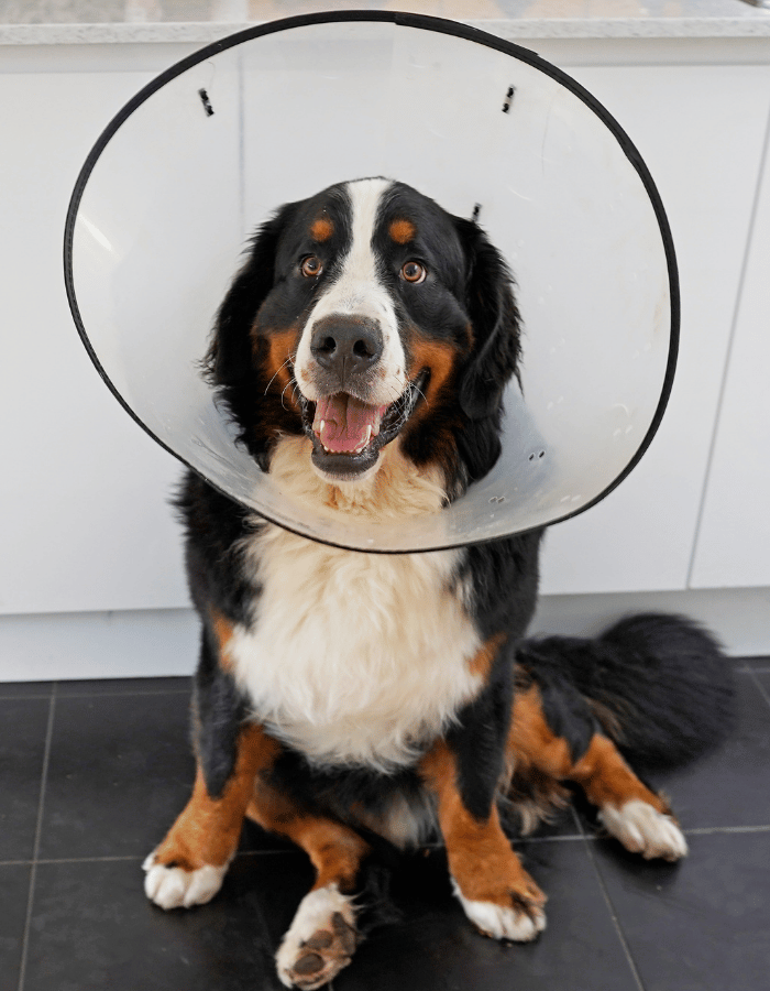 Bernese mountain dog wearing a cone