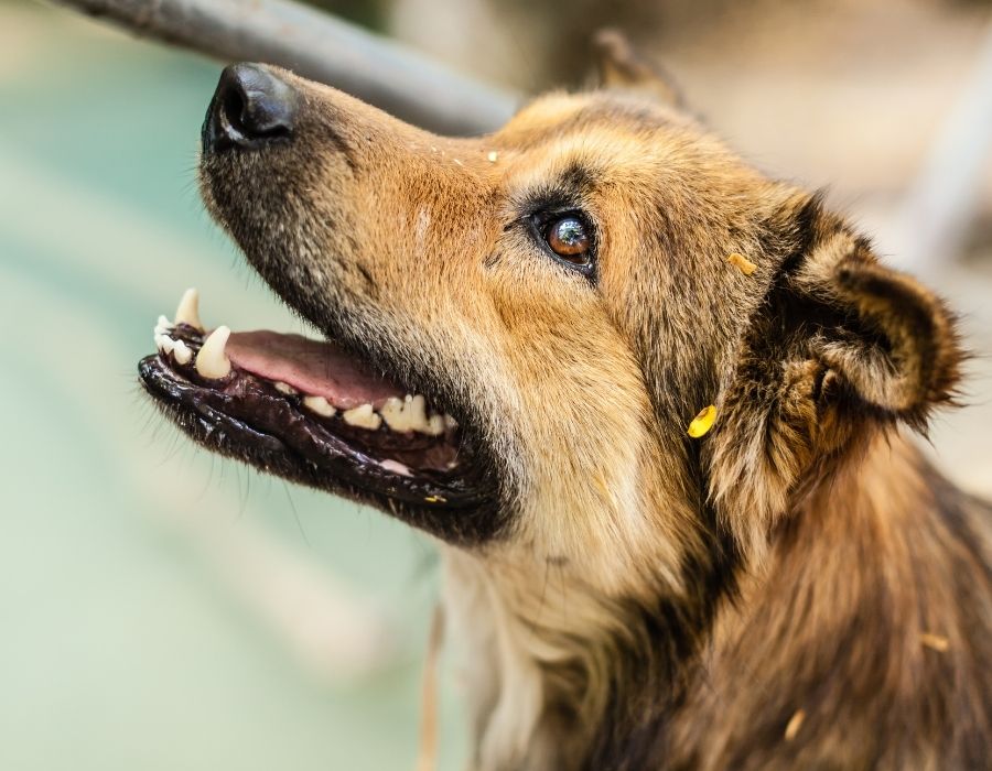 A close up profile of a brown and tan dog with its mouth open
