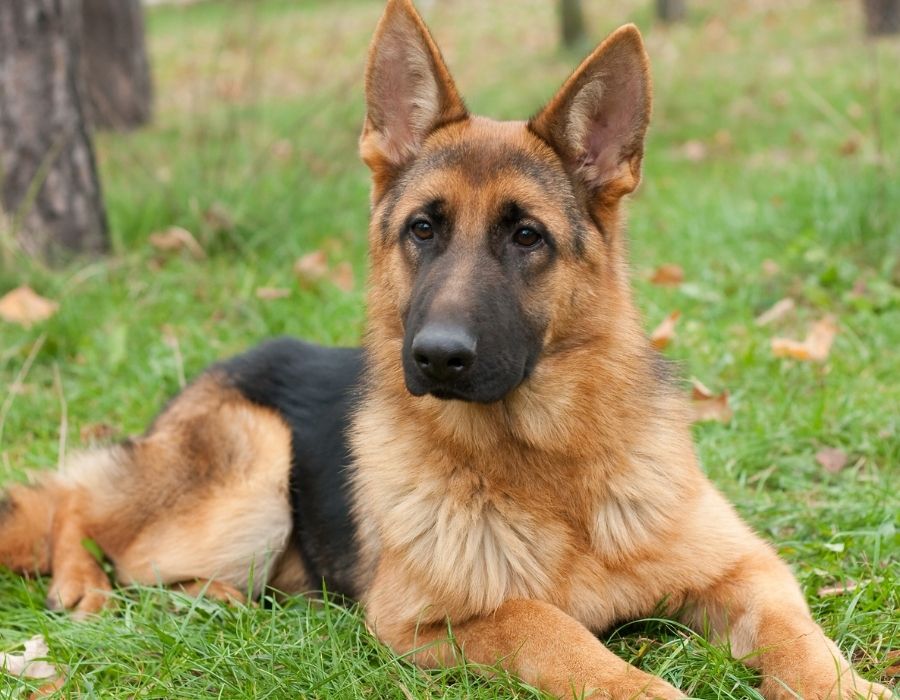 A German Shepherd dog with tan and black fur lies on a grassy lawn