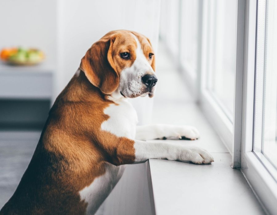 A beagle with brown and white fur rests its paws on a windowsill