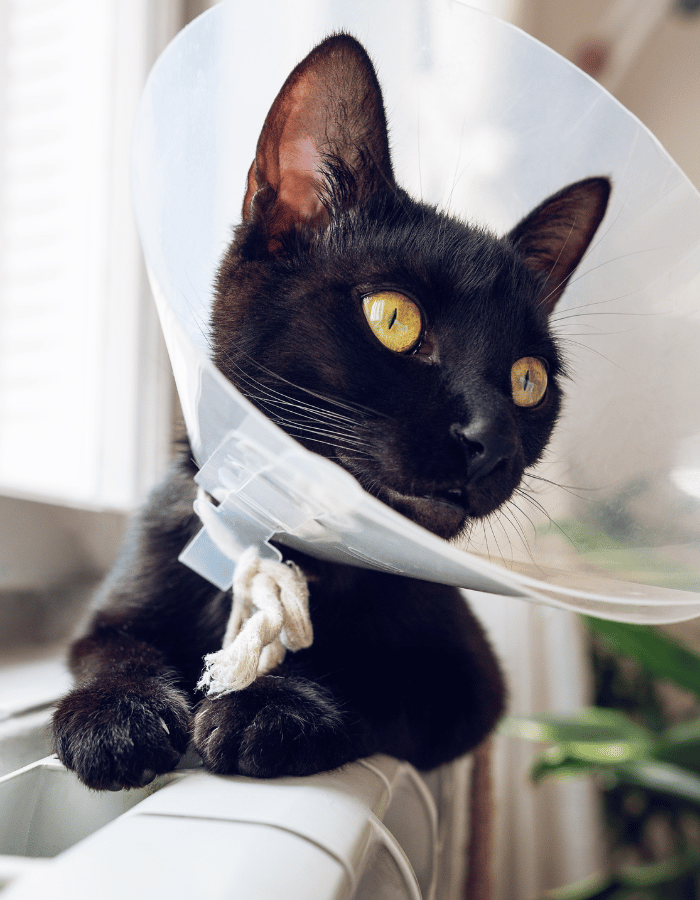 black cat with yellow eyes wearing a cone