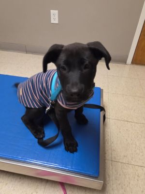 a black puppy sitting on a blue surface