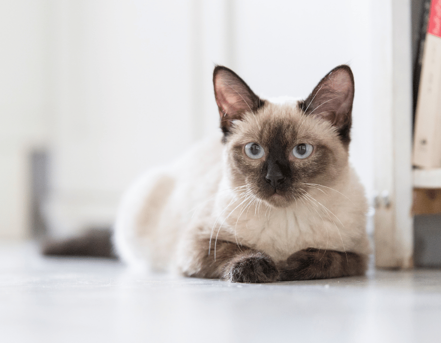 blue eyed cat laying down