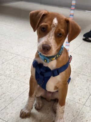 A brown and white dog wearing a blue harness sits attentively