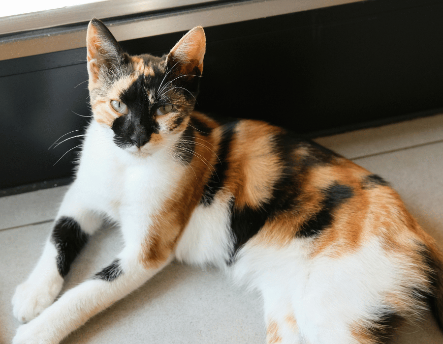 calico cat laying next to a window